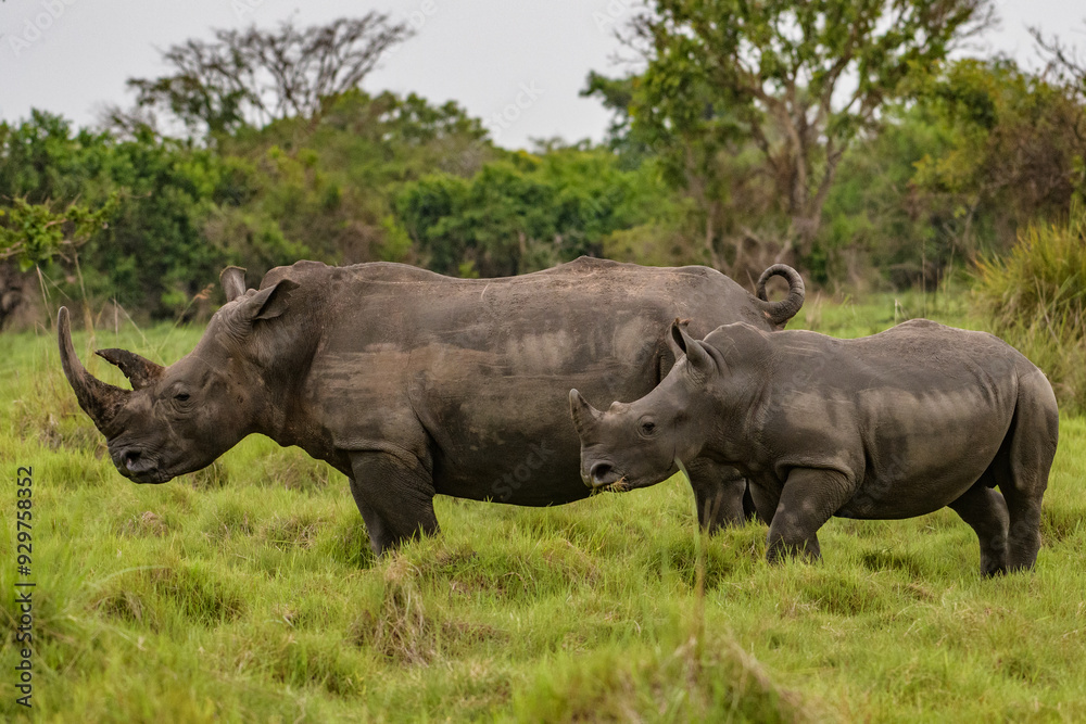 White rhinoceros (Ceratotherium simum) with calf in natural habitat, South Africa