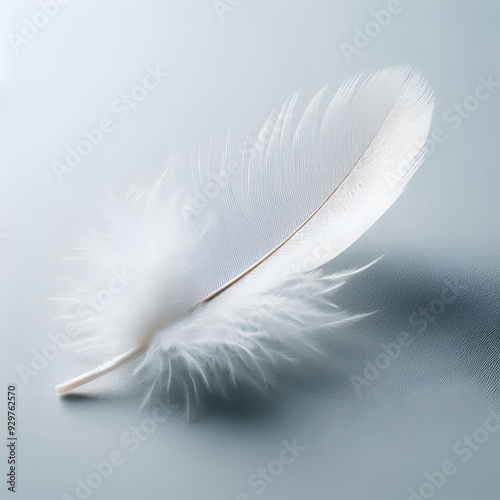 white feather on blue background