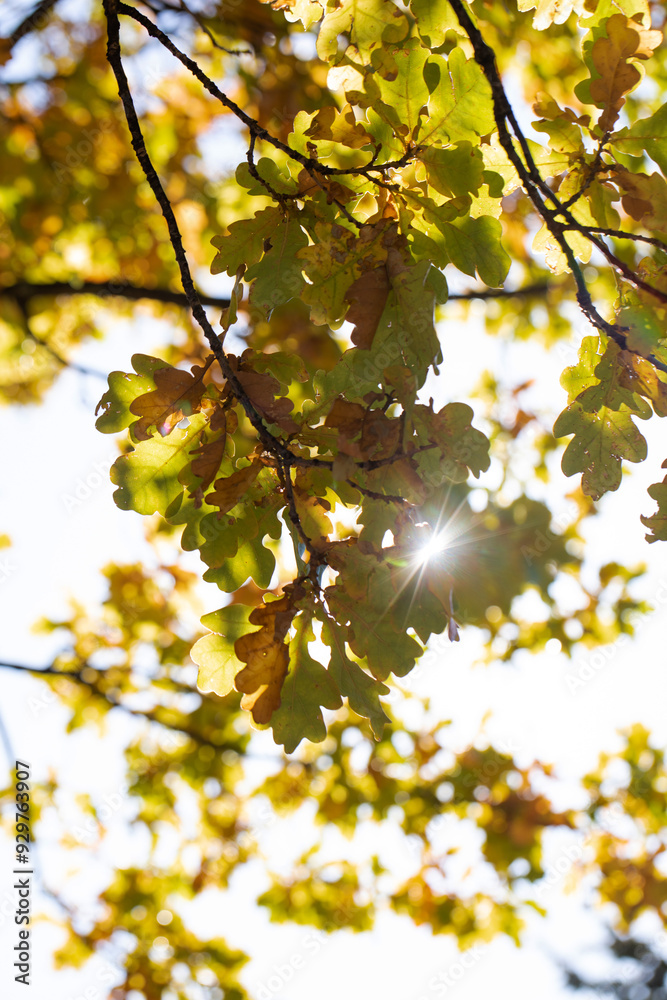 Beautiful Golden Autumn Leaves Illuminated by Backlit Sunlight Creating a Scenic View Beautiful Golden Autumn Leaves Illuminated by Backlit Sunlight Creating a Scenic View