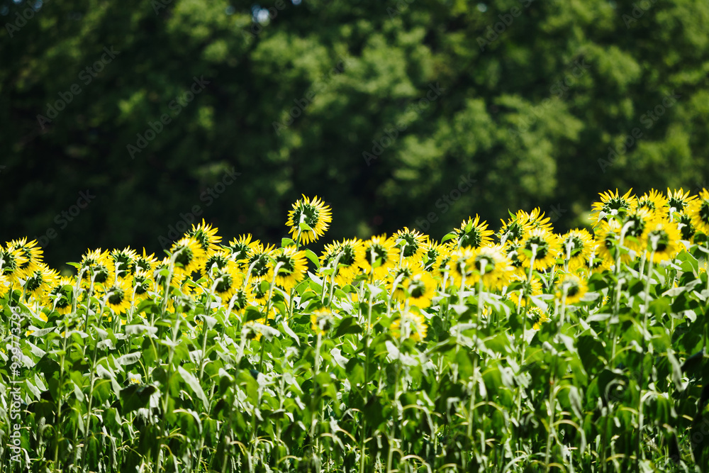 Obraz premium ひまわり畑