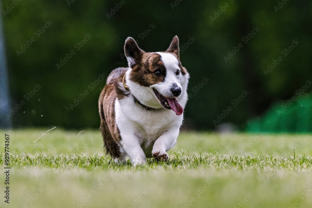 Cardigan Welsh Corgi Running Lure Course Dog Sport Cardigan Welsh Corgi Running Lure Course Dog Sport