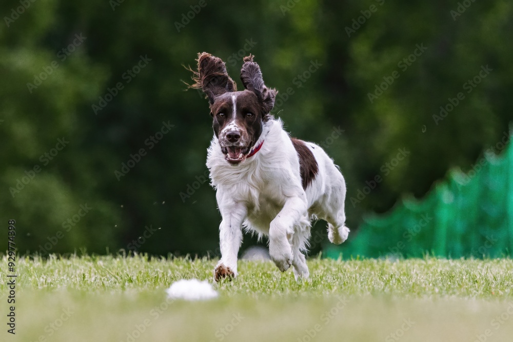 English Springer Spaniel Running Lure Course Dog Sport English Springer Spaniel Running Lure Course Dog Sport