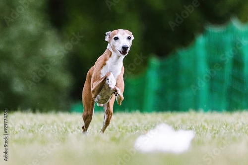 Canvas Print Tan and White Italian Greyhound Iggy Running Lure Course Dog Sport