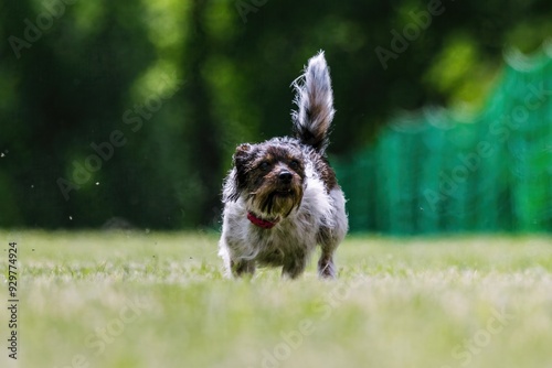 Terrier Mixed Breed Mutt Dog Running Lure Course Dog Sport photo