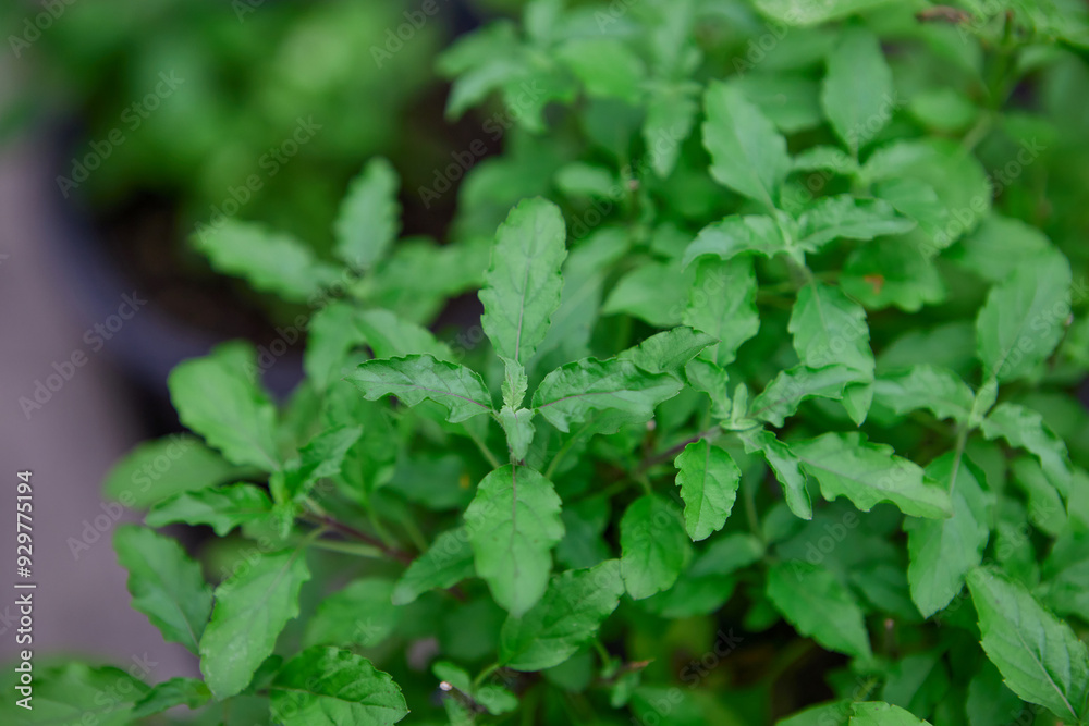 Holy basil leaves in the vegetable garden Holy basil leaves in the vegetable garden