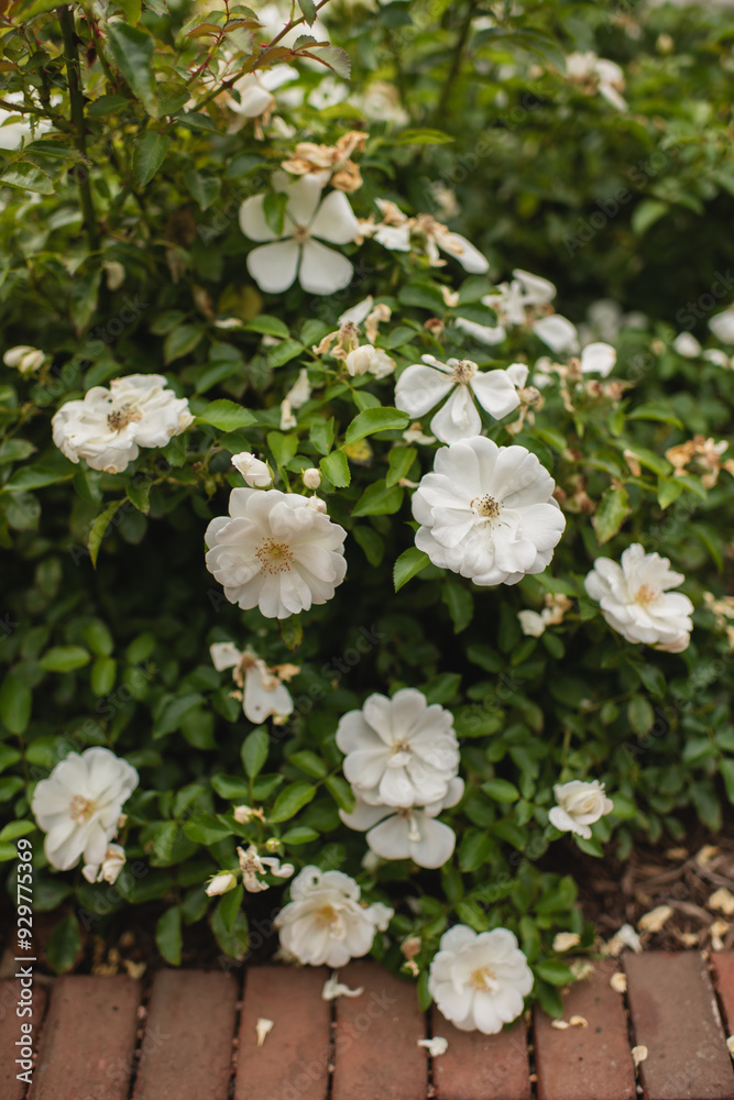 White roses blooming in a garden against lush green foliage White roses blooming in a garden against lush green foliage