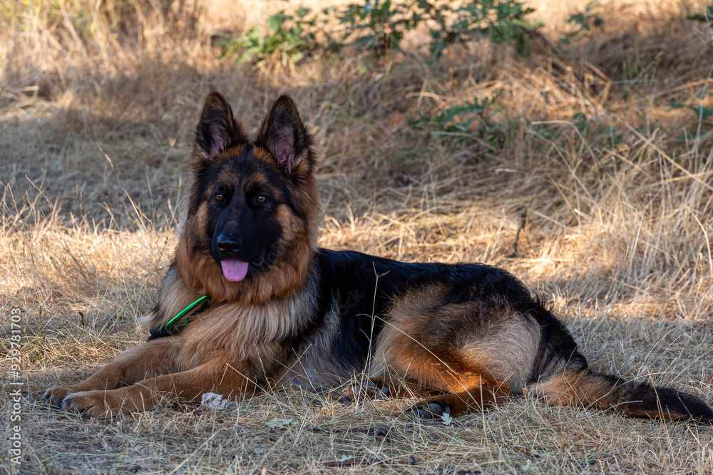 Long-haired German Shepherd dog, female, young, lying down and looking forward.