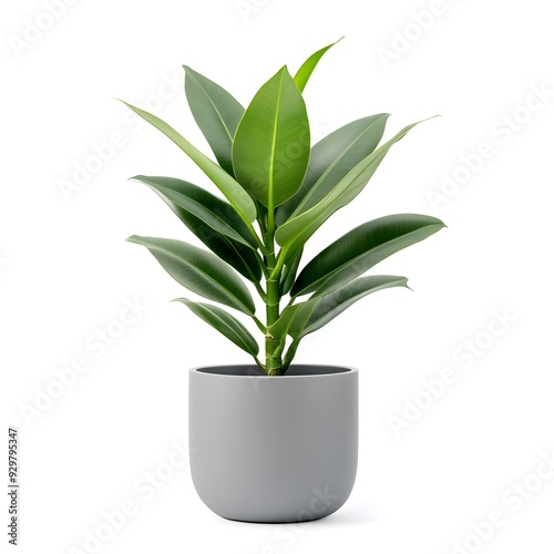 Lush Rubber Plant in Gray Container on Pristine White Background