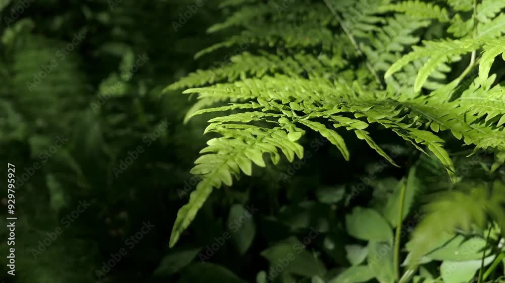 Green fresh fern swaying in wind, close up, green nature close up Green fresh fern swaying in wind, close up, green nature close up