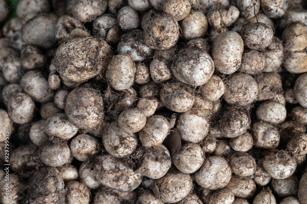 Full frame shot of Hygroscopic earthstar mushrooms (or puff ball mushroom) after harvested. Full frame shot of Hygroscopic earthstar mushrooms (or puff ball mushroom) after harvested.