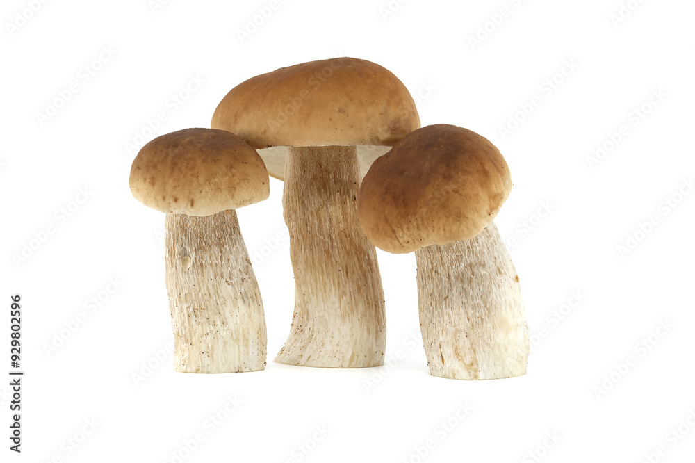 Fresh penny bun mushrooms on a white background presented in a group