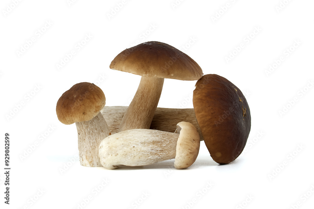 Fresh porcini mushrooms isolated on white background for culinary use Fresh porcini mushrooms isolated on white background for culinary use