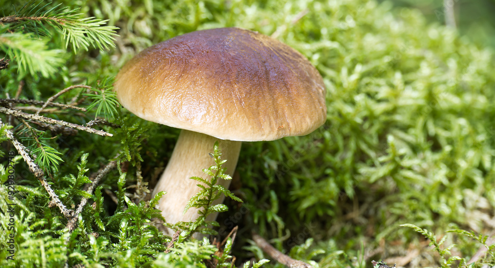 Close-up of wild penny bun mushrooms growing among mossy forest floor Close-up of wild penny bun mushrooms growing among mossy forest floor