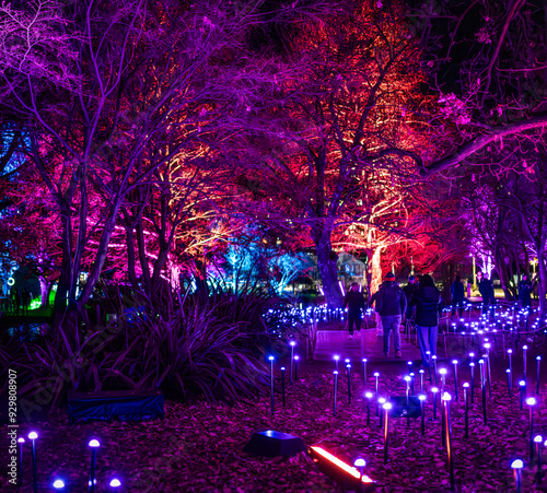 christmas tree in the park