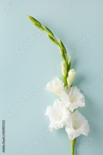 Фотография A white gladiolus flower on a pale blue background.