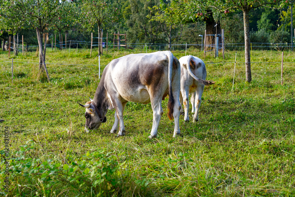 Obraz premium Herd of cows breed Rätisches Grauvieh grazing on meadow on a sunny summer morning. Photo taken August 20th, 2024, Zurich, Switzerland.