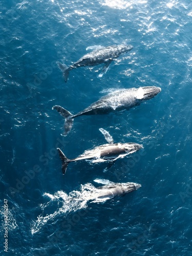 Aerial view of whales swimming in ocean.