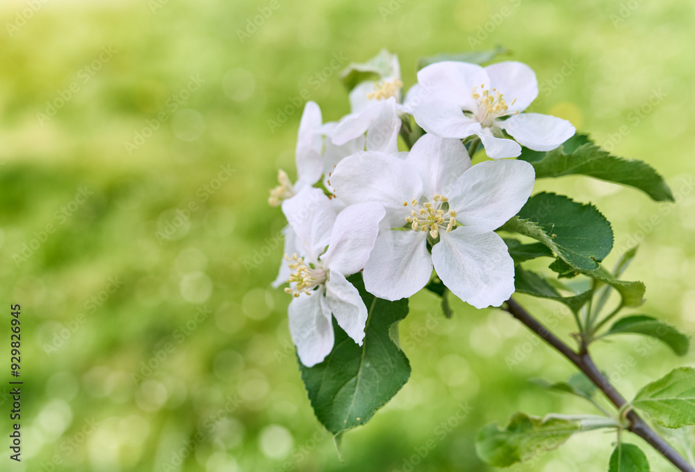 Blooming apple tree flowers in the sunlight. Natural, bright, blurred background. Blooming apple tree flowers in the sunlight. Natural, bright, blurred background.