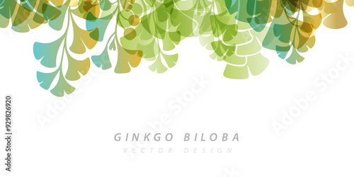 Herbal decorative banner. Vector background with plants design elements. Top border with ginkgo biloba leaves and branches.