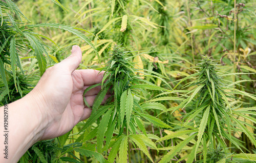 Legal Cannabis Sativa plants growing on field for agricultural purposes. Person hand holding and showing plant. Large field outdoors in summer.