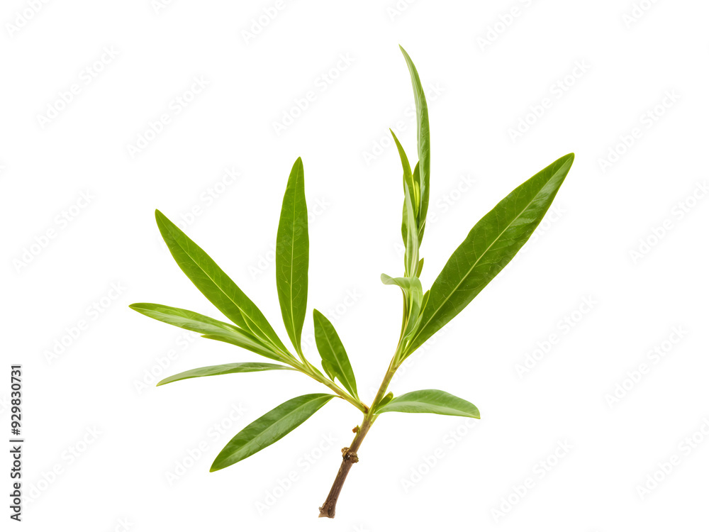 Fototapeta premium fresh olive branches with leaves isolated on white background closeup
