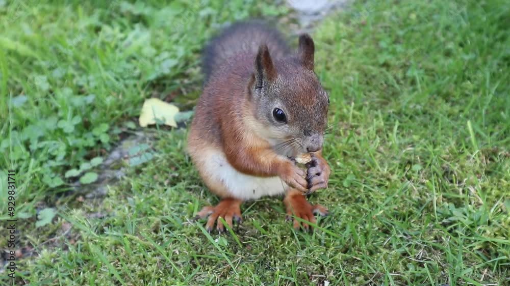Eurasian red squirrel (Sciurus vulgaris) eating nut on lawn Eurasian red squirrel (Sciurus vulgaris) eating nut on lawn