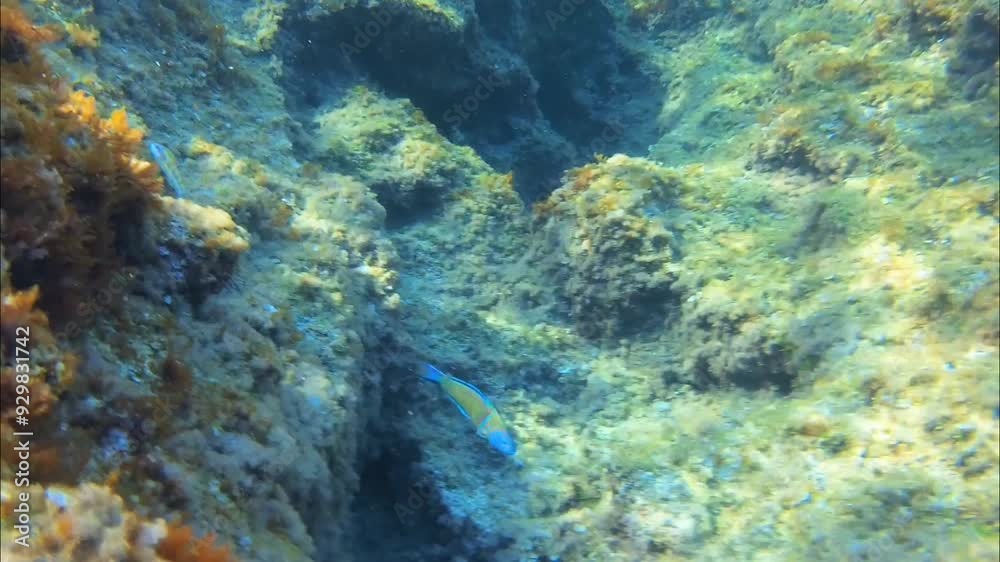 typical Mediterranean fish Thalassoma turkey