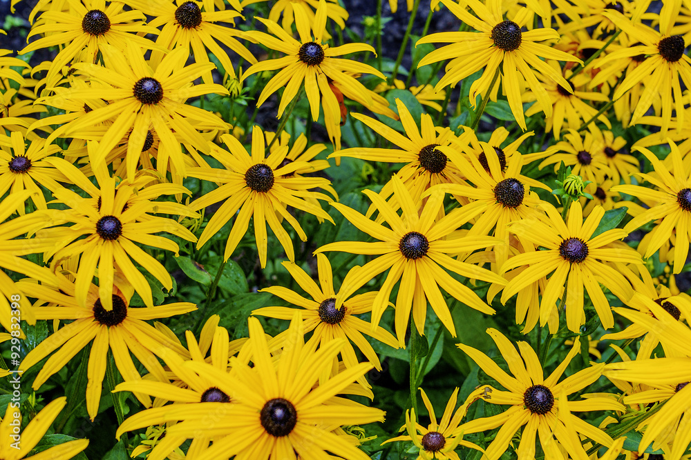 yellow flowers background yellow flowers background