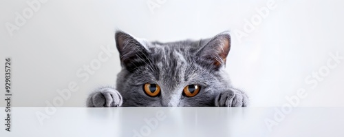 Grey Cat Peeking Over a White Surface with Curious Yellow Eyes