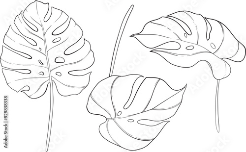 Hand drawn illustration of an monstera leaf isolated. Hand drawn vector set of monstera leaf.