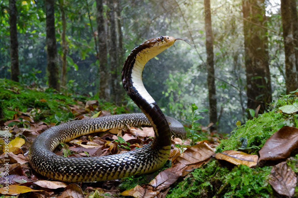 King cobra, beautiful animal in the nature King cobra, beautiful animal in the nature