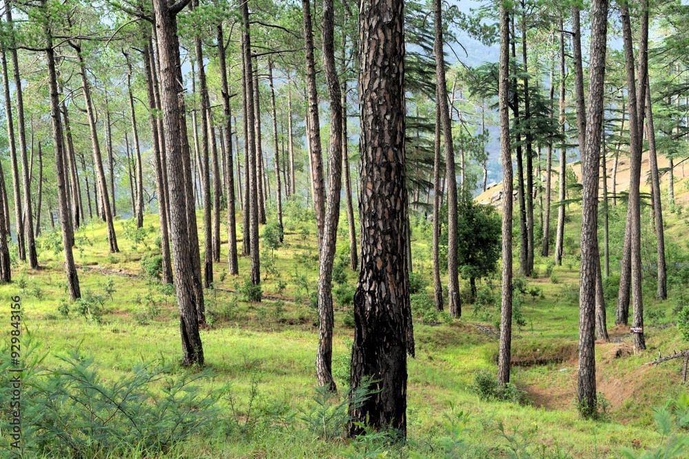 Burnt trees, Eco Park, Papparsalli, Almora, Uttarakhand, India, Asia Burnt trees, Eco Park, Papparsalli, Almora, Uttarakhand, India, Asia
