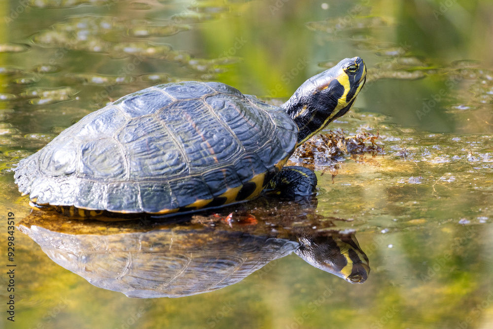 Fototapeta premium Schmuckschildkröte