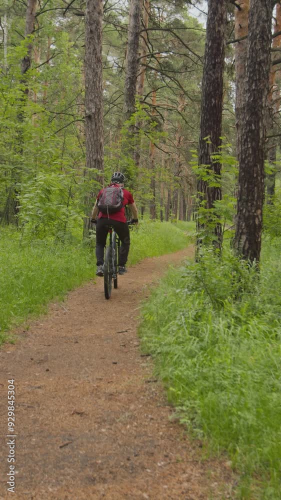 Vertical back view shot of man with backpack cycling on dirt path surrounded by green grass and in pine trees in forest Vertical back view shot of man with backpack cycling on dirt path surrounded by green grass and in pine trees in forest