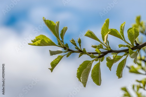 Branch with fresh green leaves against a soft blue sky with white clouds photo