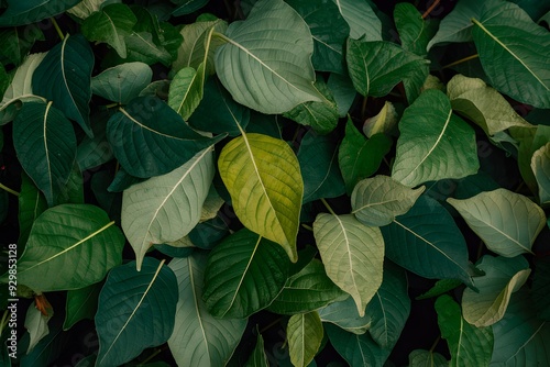 Dense cluster of green leaves in various shapes with visible veins photo