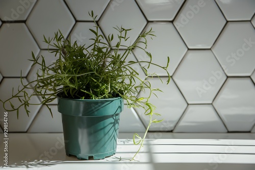 Green potted plant with slender leaves on a white surface with hexagonal tiles photo