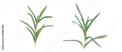 Rosemary branch watercolor illustration clip art. Seasoning aromatic fresh herbs set. Fragrant plant evergreen Mediterranean shrub for menu, decor, card. Two floral cooking elements