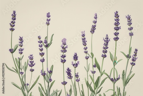 A botanical illustration of a lavender plant, showcasing its tall stems and small purple flowers in fine detail