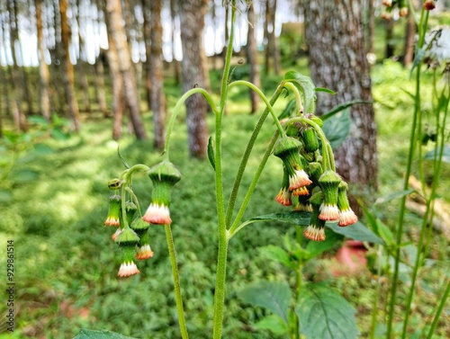 Kuncup bunga daun sintrong atau Crassocephalum crepidioides merupakan salah satu tanaman yang memiliki batang berdaging dan berlendir yang dapat dimanfaatkan sebagai sayur. photo