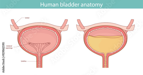 The bladder, an internal human organ. Anatomy of a human organ drawn by hand.