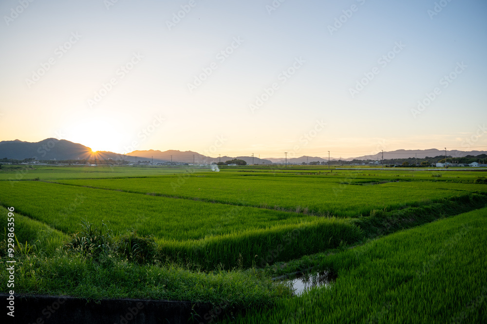 Obraz premium 夕暮れ時の田んぼ風景