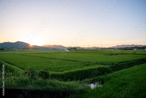 夕暮れ時の田んぼ風景