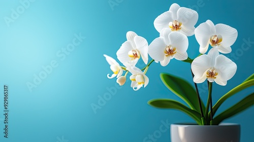 Elegant white orchid blooms in a modern pot against a soft blue background, symbolizing beauty and tranquility.