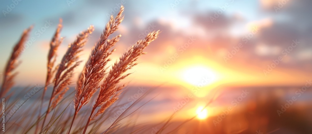 the sun setting over a beach Grass is in the foreground, and the ocean lies behind the sun setting over a beach Grass is in the foreground, and the ocean lies behind