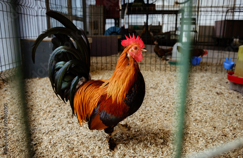 A colorful brown rooster behind in the aviary. Chicken farm indoor. Bright cock in cage close up. Livestock and farming