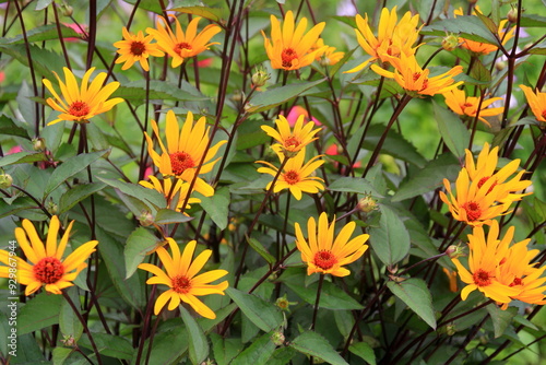 beautiful and calming yellow flowers in the garden. The yellow and orange false sunflower, Heliopsis helianthoides