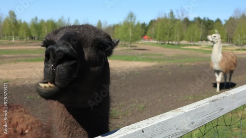 Llamas in a zoo-landscape park on a summer day photo