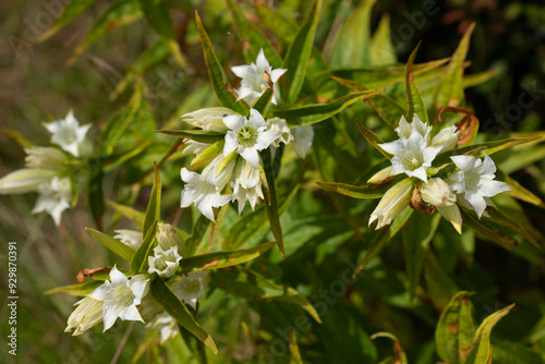 Beautifully blooming white Gentiana asclepiadea in the mountains photo