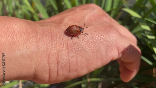 Rust-colored ladybug walks on a man's hand photo